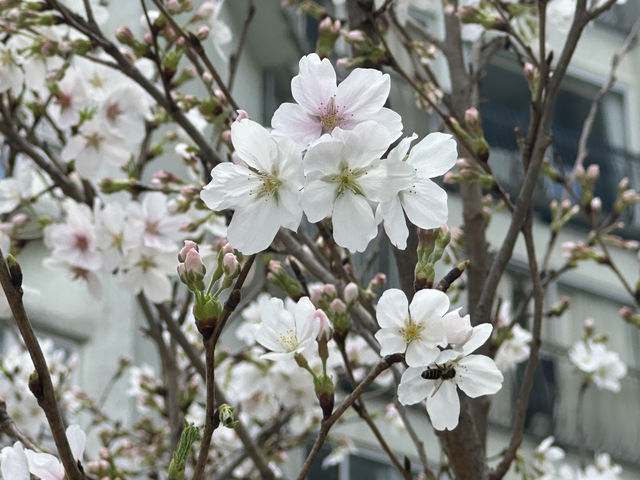 香港好去處 | 坐港鐵屯馬線去賞櫻(三) | 石門安景街公園