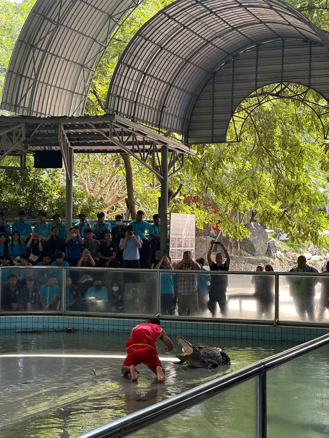 ขี่งวงช้าง ถ่ายรูปกับเสือ ชมโชว์จระเข้ที่พัทยา🐊