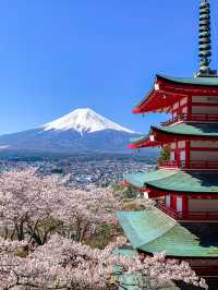 超人気桜スポット、新倉山浅間公園でスムーズにお花見をするポイント