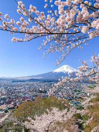 超人気桜スポット、新倉山浅間公園でスムーズにお花見をするポイント