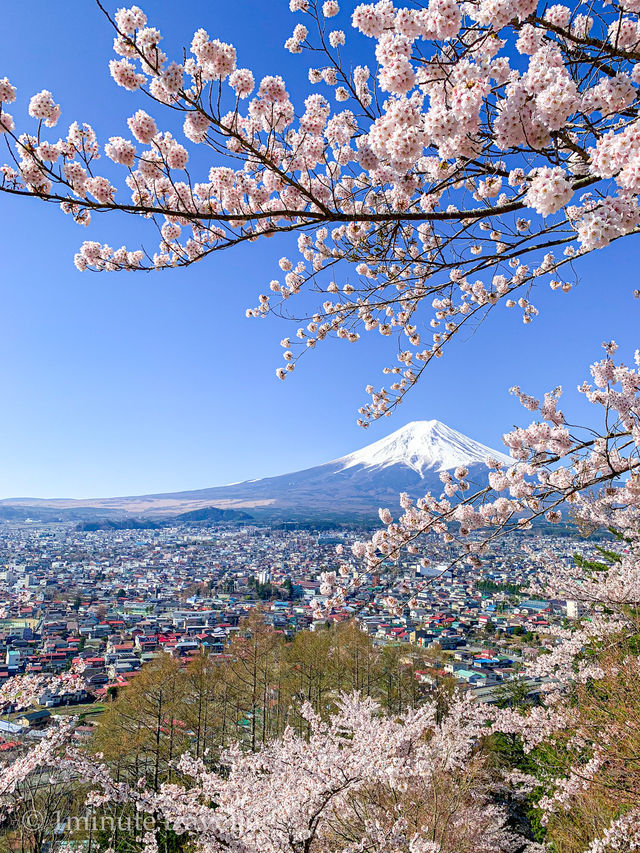 超人気桜スポット、新倉山浅間公園でスムーズにお花見をするポイント 超人気桜スポット、新倉山浅間公園でスムーズにお花見をするポイント