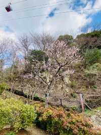 神戸布引ハーブ園！2024年3月中旬の開花状況