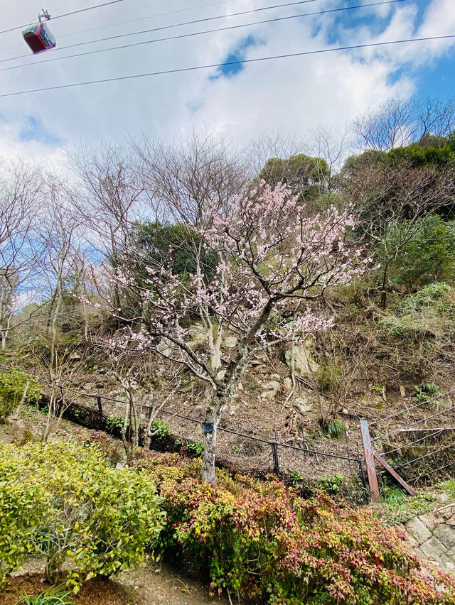 神戸布引ハーブ園！2024年3月中旬の開花状況