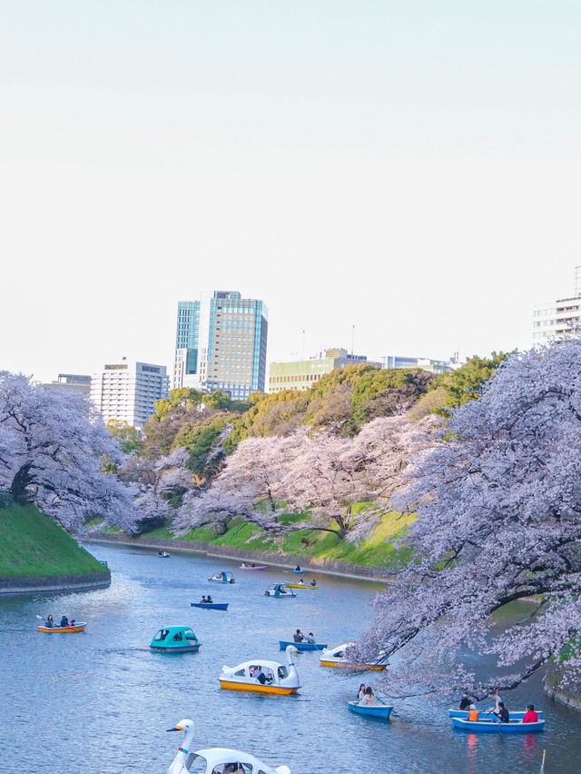 東京の多分真ん中🌸広い千鳥ヶ淵の桜のオススメスポット
