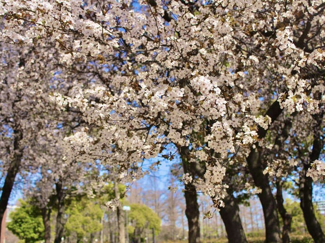 ชมดอกซากุระ 🌸 ที่สวนสาธารณะทสึรุมิ เรียวคุจิ