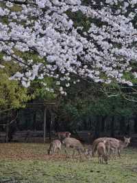 【奈良×桜】奈良観光の定番「奈良公園」で楽しむ桜🌸※鹿と撮るコツ付き