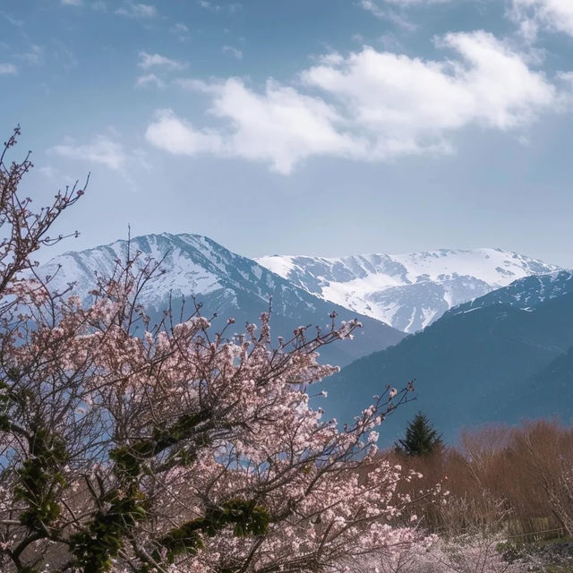 【2024】秩父多摩甲斐國立公園櫻花 🌸 感謝大自然