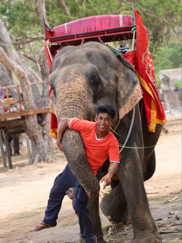 芭提雅 | 騎大象🐘餵大象跟小動物們玩 | 真理聖殿