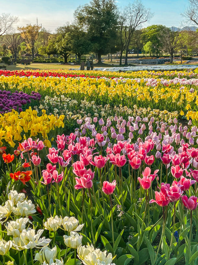 【大阪】春満開！！旬のお花が楽しめる公園