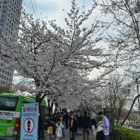 首爾漢江公園 🌸🌸櫻花 單車遊