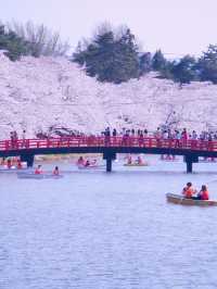 【青森・桜】その美しさ悶絶級🤩「やっば！えぐ！」しか出てこなくなる絶景🌸※アクセス攻略付き