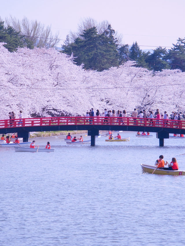 【青森・桜】その美しさ悶絶級🤩「やっば！えぐ！」しか出てこなくなる絶景🌸※アクセス攻略付き