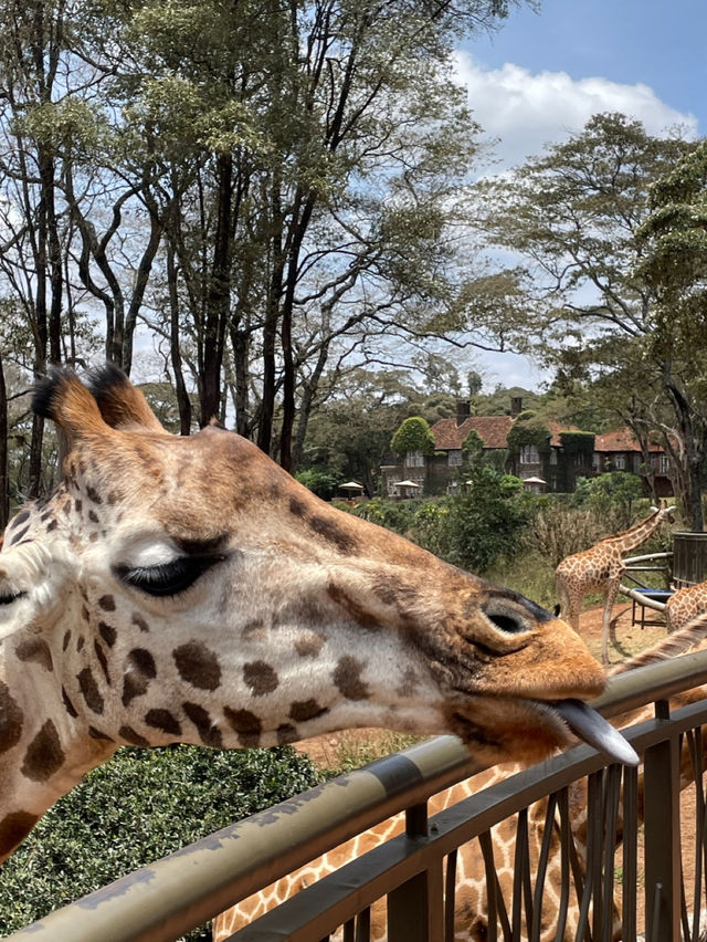 기린이 바로내눈앞에 ! 케냐 지라프 센터 Giraffe Centre ! 