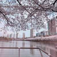 Seoul Cherry Blossoms: Seokchon Lake