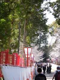 【絶対に見ておきたい桜】京都でいち早く見頃を迎えるスポット