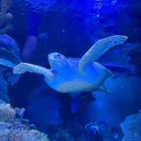 Exploring the Wonders of Aquaria KLCC 