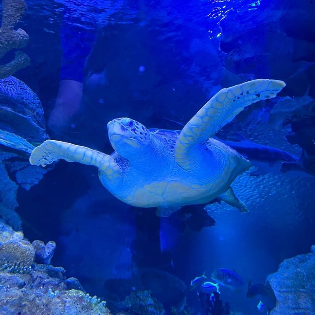 Exploring the Wonders of Aquaria KLCC 