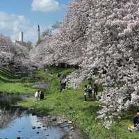 石屋川公園：追尋櫻花美景的絕佳去處