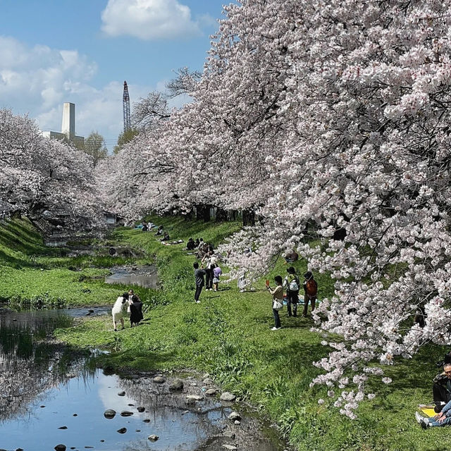 石屋川公園：追尋櫻花美景的絕佳去處