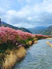 🌸Sakura🌸 @Kawazu