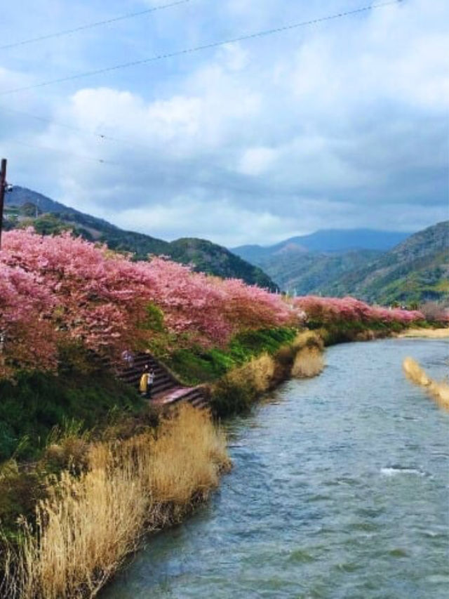 🌸Sakura🌸 @Kawazu