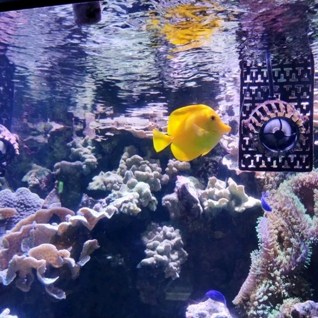 かりゆし水族館〜