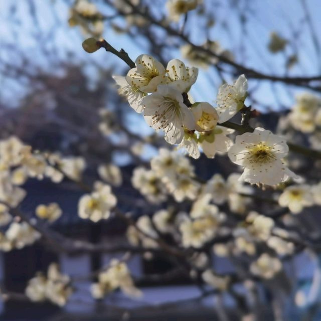 「京都櫻花，短暫而美麗」