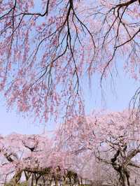 【栃木】樹齢200年の枝垂れ桜