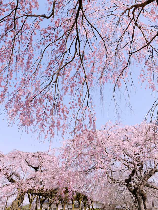 【栃木】樹齢200年の枝垂れ桜