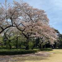 新宿御苑 | 東京市中心的綠洲秘境 🌸