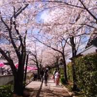 🌸中目黒桜🌸食べ歩き🚶‍♀️