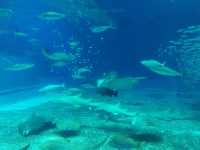 🌊ท่องโลกใต้ทะเลที่ Okinawa Churaumi Aquarium