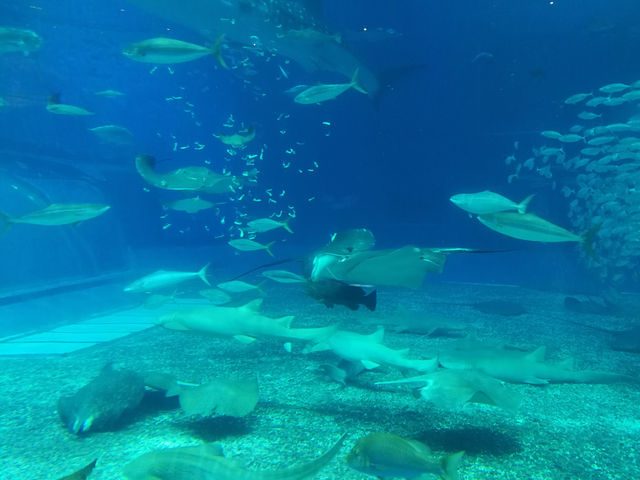 🌊ท่องโลกใต้ทะเลที่ Okinawa Churaumi Aquarium