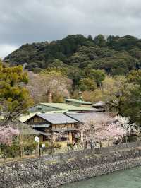 Uji Kyoto 🍵 เมืองชาเขียว