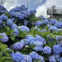 新北萬里｜2024年 5月花季開始➿高家繡球花第三園區