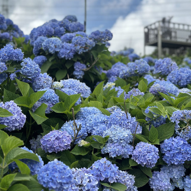 新北萬里｜2024年 5月花季開始➿高家繡球花第三園區