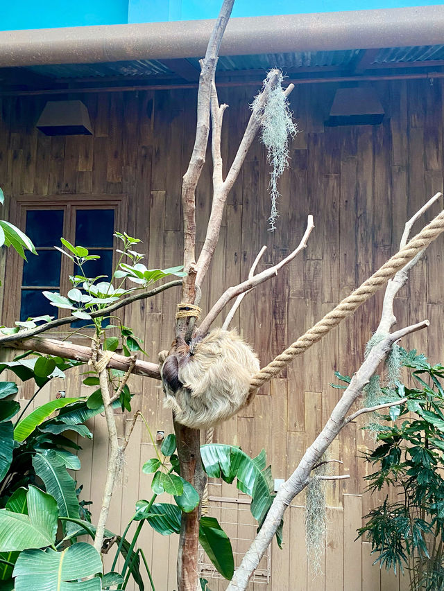 【黃竹坑】香港海洋公園:與企鵝共餐,感受自然奇觀 的郊遊之旅 【黃竹坑】香港海洋公園:與企鵝共餐,感受自然奇觀 的郊遊之旅