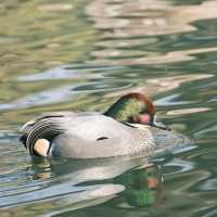 新加坡飛禽公園：近距離觀賞珍稀飛禽，絕佳地方領略鳥類奇觀！
