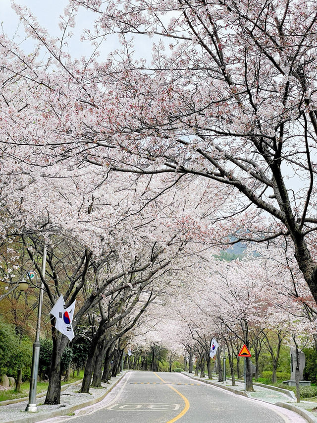 창원 태극기와 벚꽃을 함께 볼 수 있는 곳🇰🇷💗
