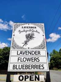 Pick Your Own Lavender 🪻