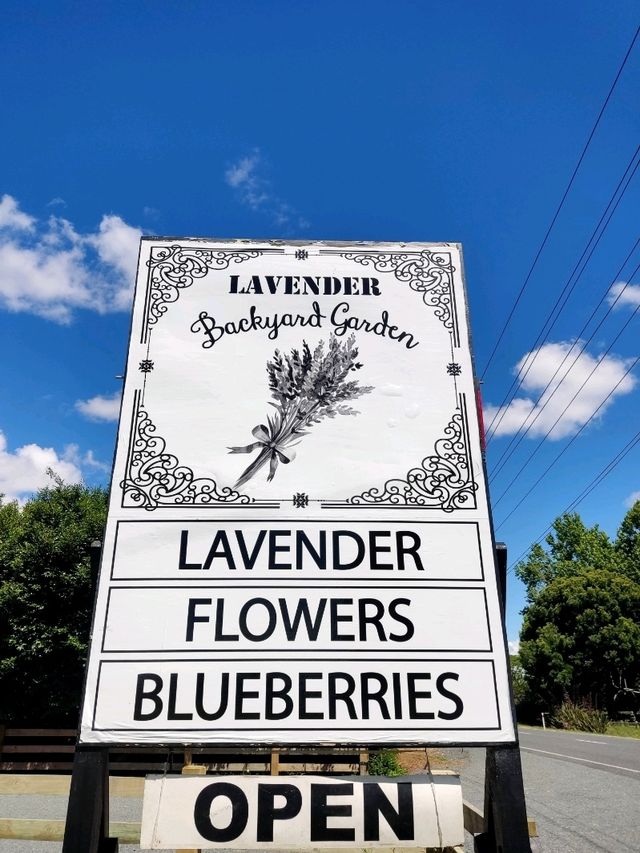 Pick Your Own Lavender 🪻