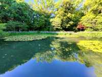 夏旅は京都へ行こう💠平安神宮西神苑で咲きほこる花菖蒲