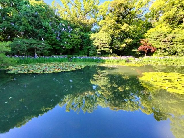 夏旅は京都へ行こう💠平安神宮西神苑で咲きほこる花菖蒲