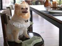ร้านอาหารลับๆ ย่านรังสิต ที่เป็นPet friendly 