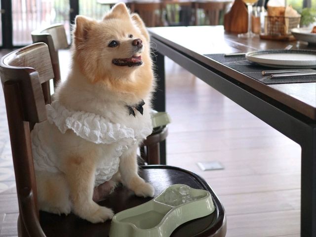 ร้านอาหารลับๆ ย่านรังสิต ที่เป็นPet friendly 