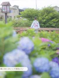 【 神奈川 / 開成町 】田園風景が素敵なあじさいまつり