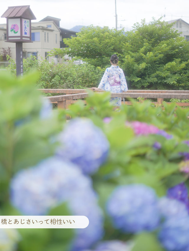 【 神奈川 / 開成町 】田園風景が素敵なあじさいまつり