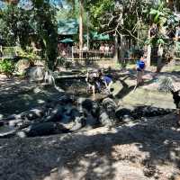 Alligator 🐊 Farm at St Augustine establish 1800
