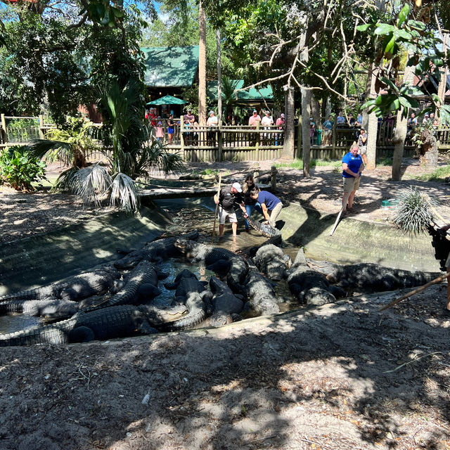 Alligator 🐊 Farm at St Augustine establish 1800