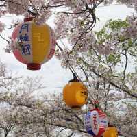 福岡 西公園櫻花之旅